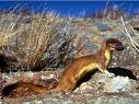 weasel.jpg